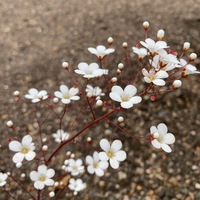 Saxifraga cochlearis 'Major'
